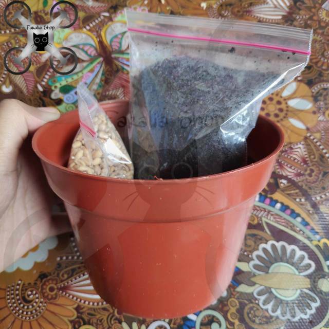 Paket Lengkap Besar Wheatgrass Siap Tanam Catgrass Cat Wheat Grass Rumput Kucing Kesehatan Media Pot