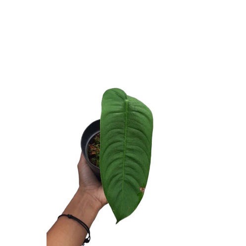 Philodendron Sharoniae