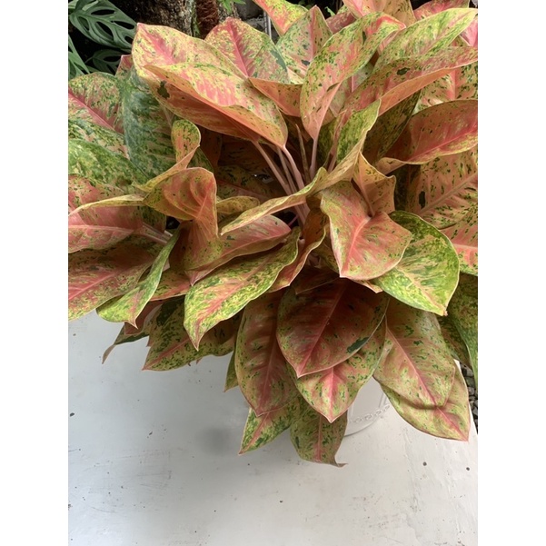 AGLONEMA BIGROY/BIGroy mutasi/Aglonema bigroy mutasi