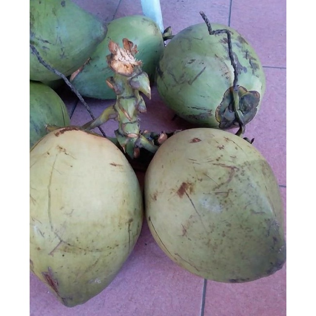 

KELAPA HIJAU / DEGAN HIJAU SEMARANG