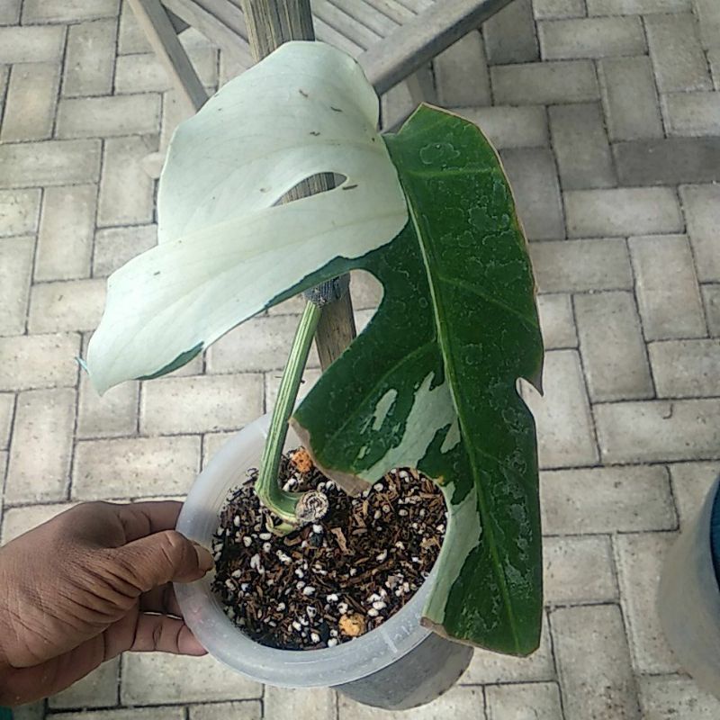 Monstera Borsigiana Variegata (Menor, Real Pic)