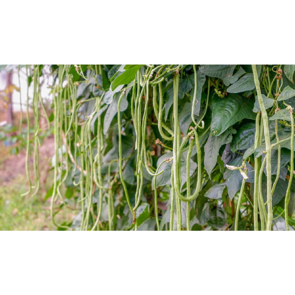 

KACANG PANJANG SAYUR SEGAR KACANG PANJANG FRESH MURAH