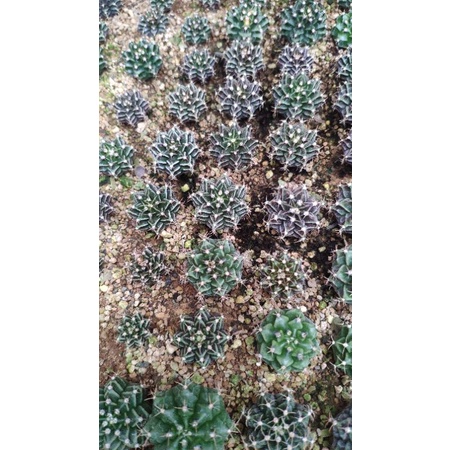 PROMO Gymno Miha Hybrid dari biji