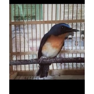 burung tledekan jawa original