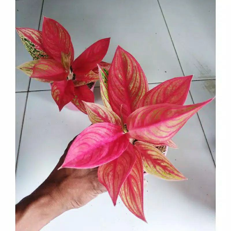 bonggol aglonema legacy red legacy