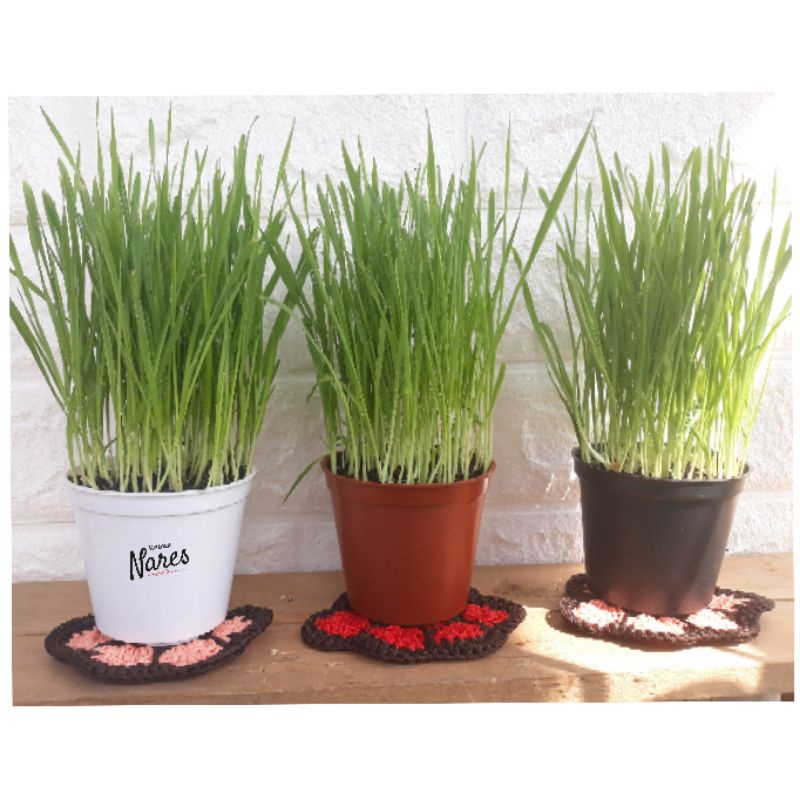 Rumput Kucing Siap Panen/ Rumput Gandum/ Wheatgrass