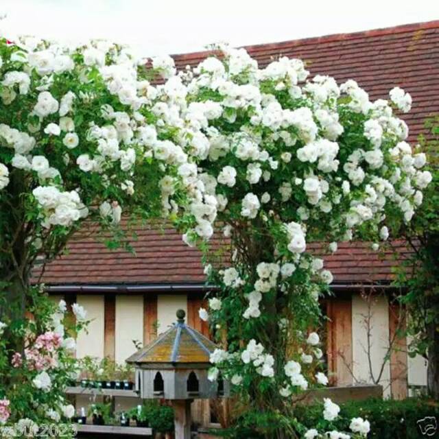 Tanaman Hias Bunga  Mawar  Rambat Putih  White Climbing Rose 