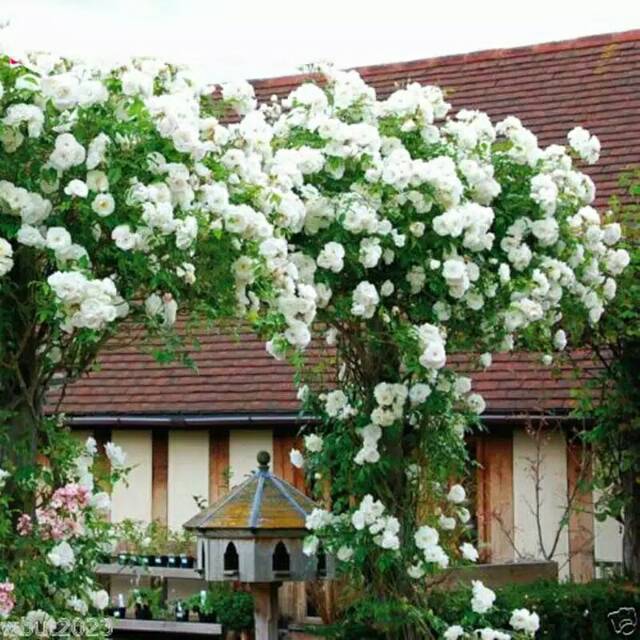 Tanaman Hias Bunga  Mawar Rambat  Putih White Climbing Rose 