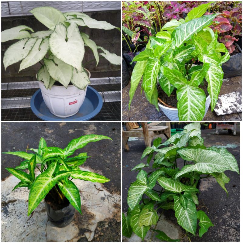 Syngonium Putih/ Syngonium Ekor Tikus/ Syngonium Tikus Herbal