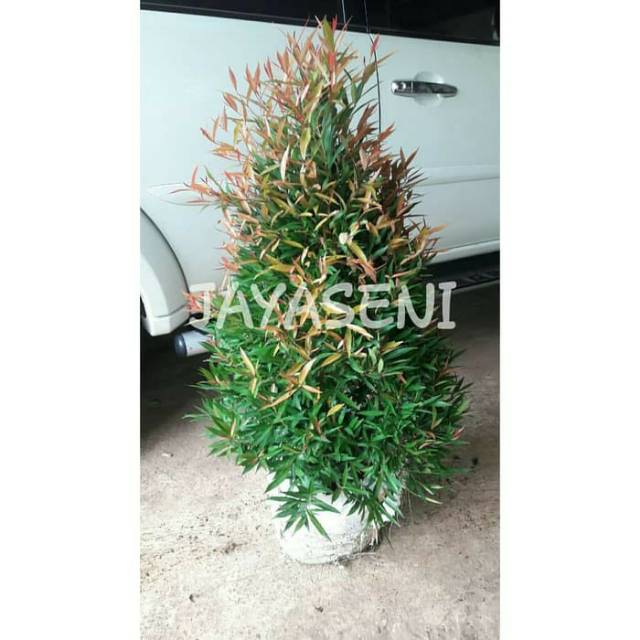 Tanaman Hias Pucuk Merah Tinggi 1m