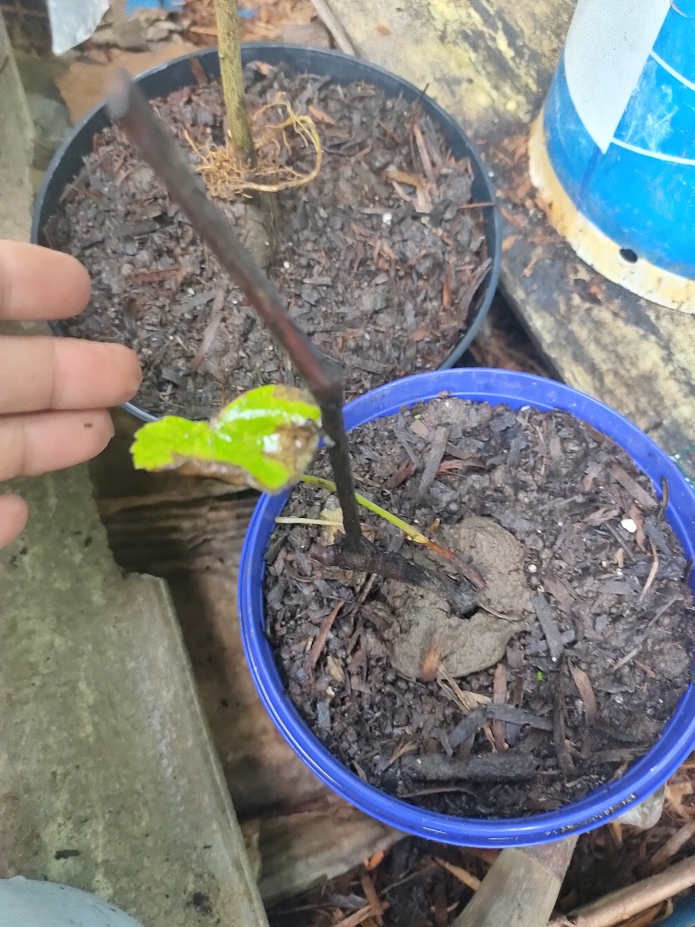 Bibit Anggur Hijau Belgia