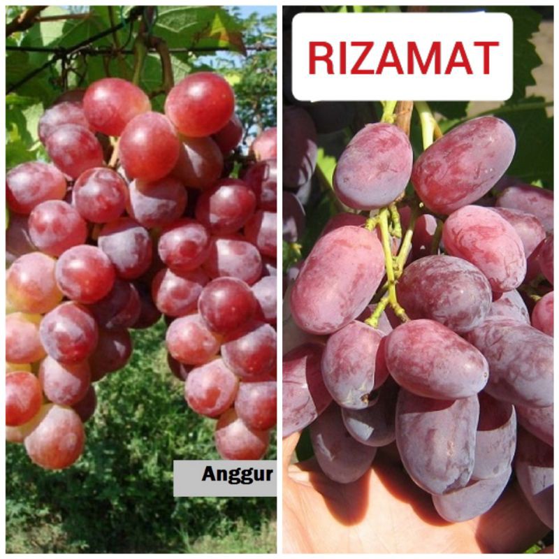 Entres anggur import(Ninel&Rizamat)