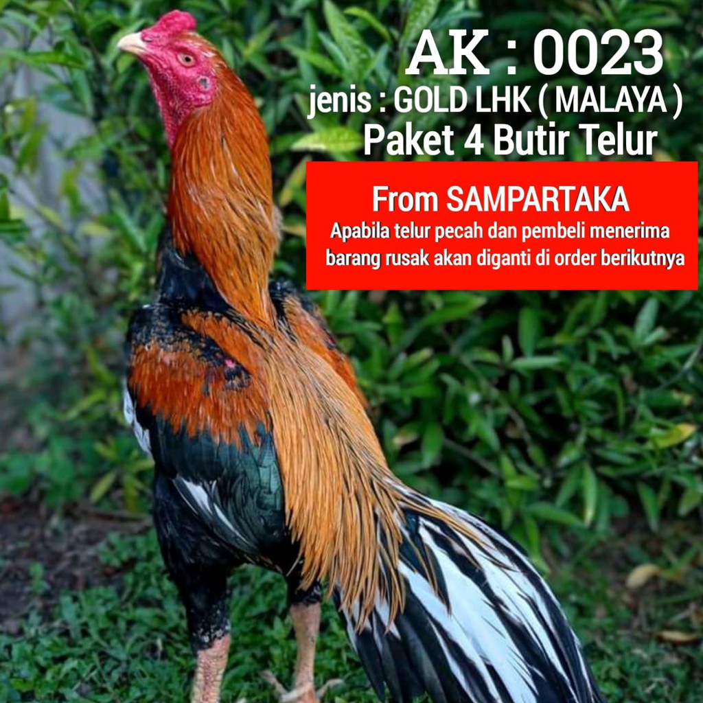 telor ayam LHK EKOR LIDI IMPOR THAILAND AK 23 paket 4 butir