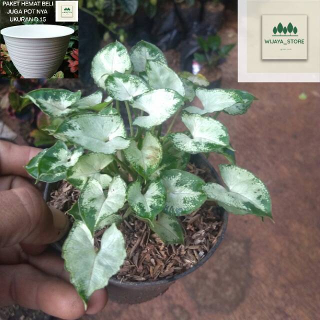 Tanaman hias syngonium mini syngonium lilyput mini