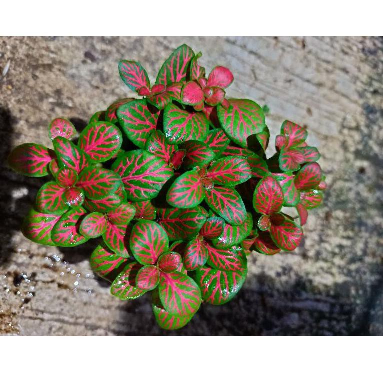 Ykq57 Fittonia import ..,,.,,.,