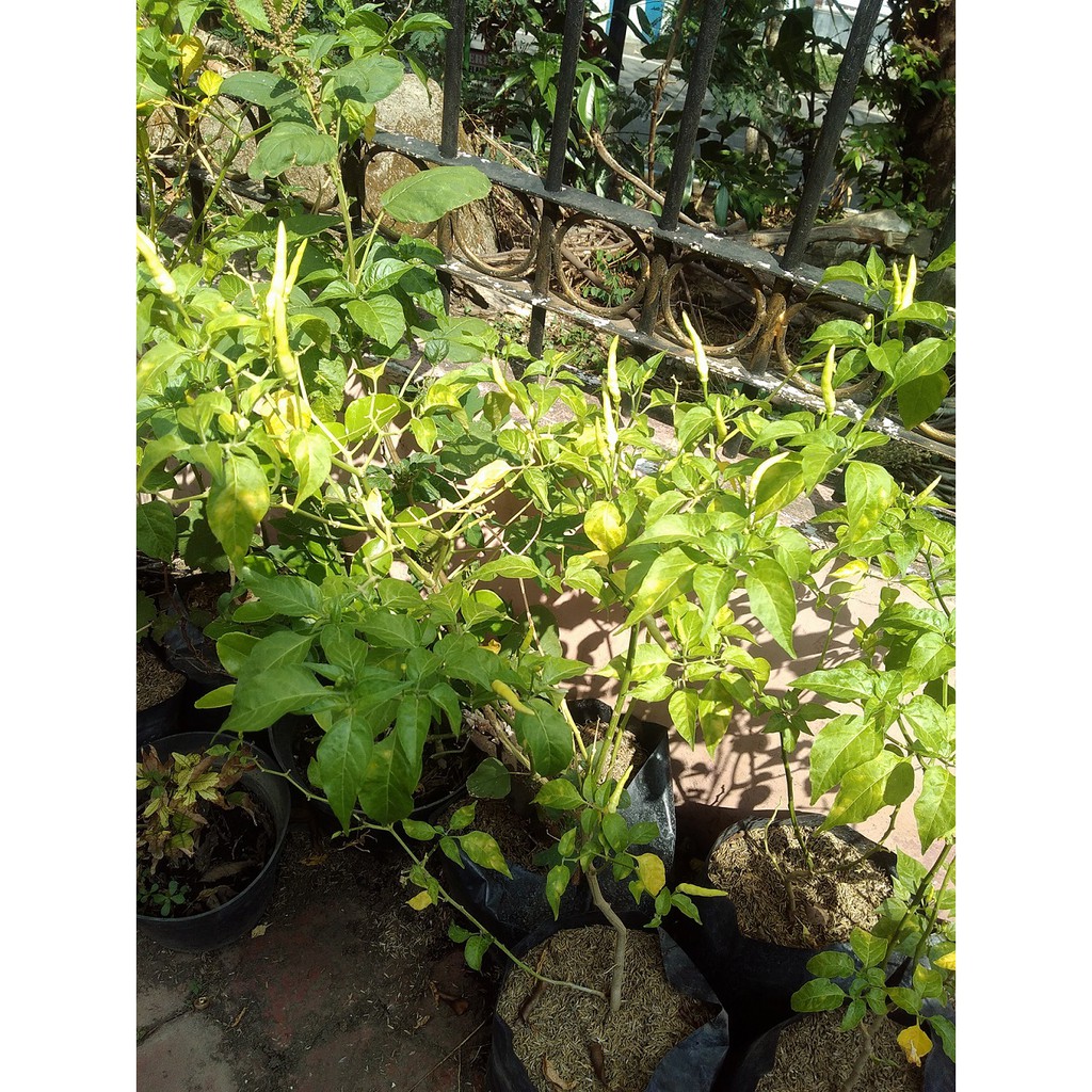 

LOMBOK CILIK~BIBIT CABERAWIT~TANAMAN LOMBOK CILIK PEDES~BIRDS EYE CHILI PEPPER minim order 6pohon @ satuan