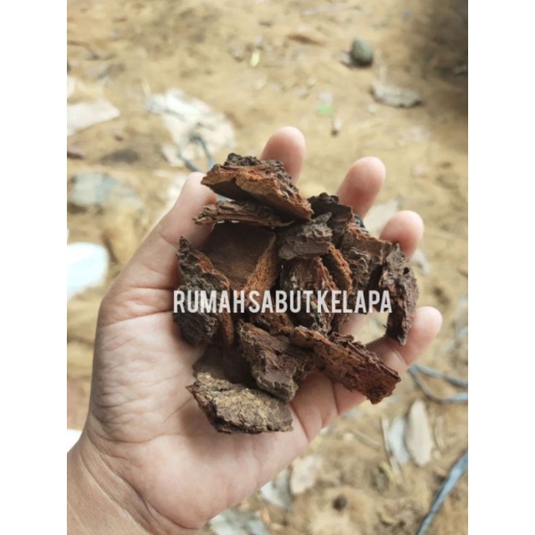 KULIT PINUS CACAH MEDIA TANAM ANGGREK
