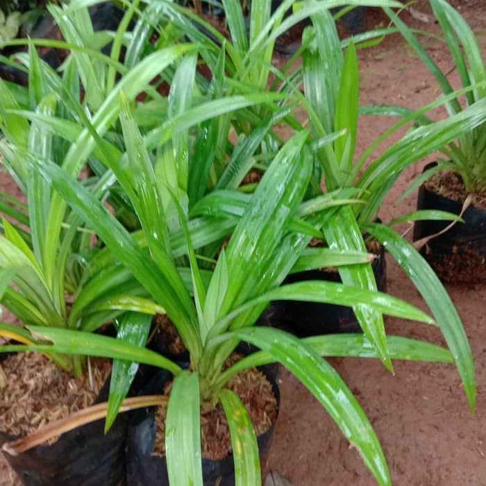 Tanaman Hias Pandan Wangi Segar Ukuran Bibit dan Jumbo