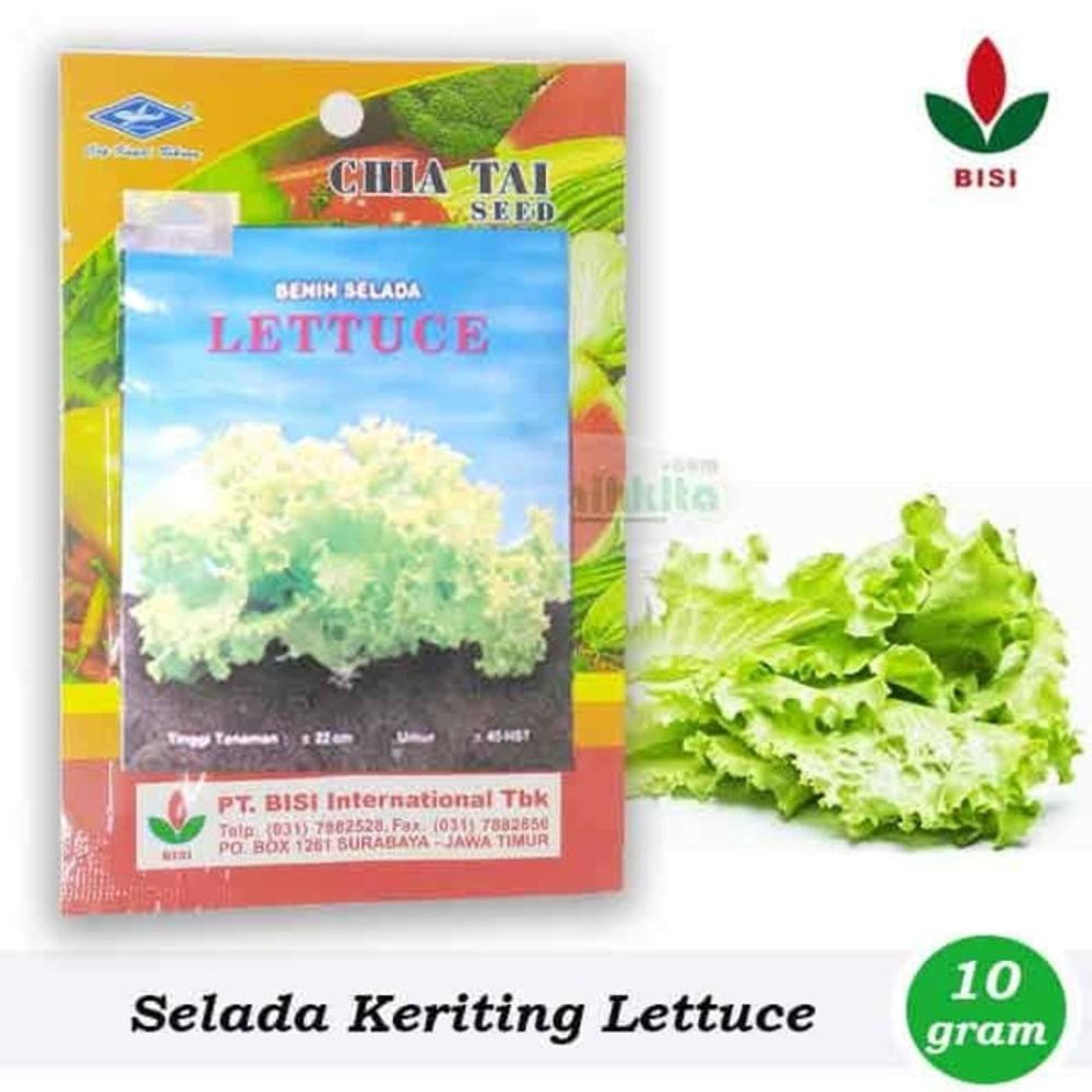 Benih-Bibit Selada Keriting Hijau BISI Diskon