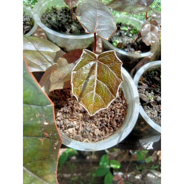 viper batman sp borneo original