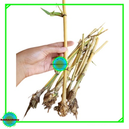 BIBIT BAMBU KUNING mini