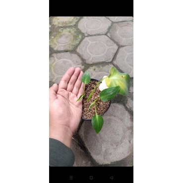 Rugosum Abberant Form