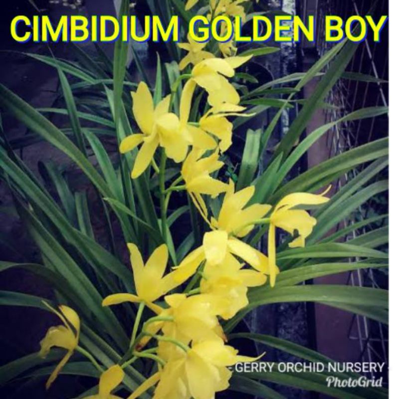 anggrek cimbi cymbi cimbidium cymbidium golden boy dewasa