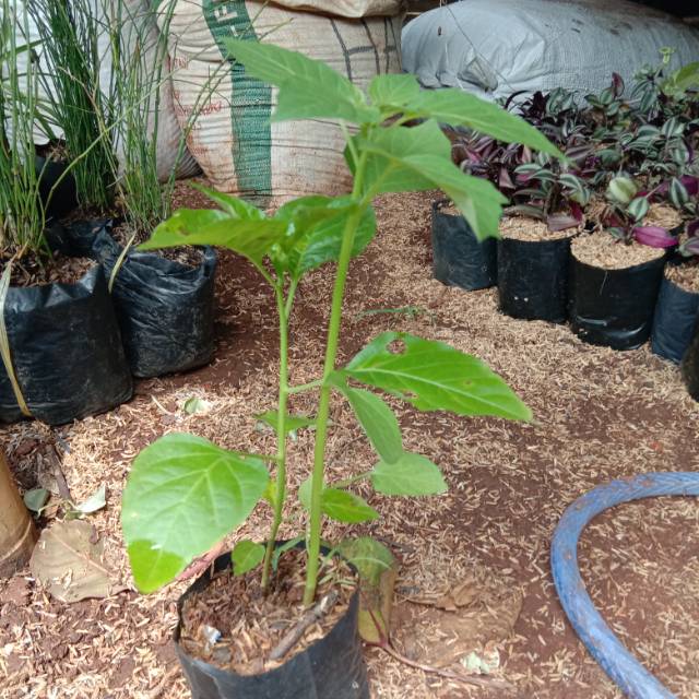 Pohon Cabe Pelangi Bibit Tanaman Cabe Pelangi