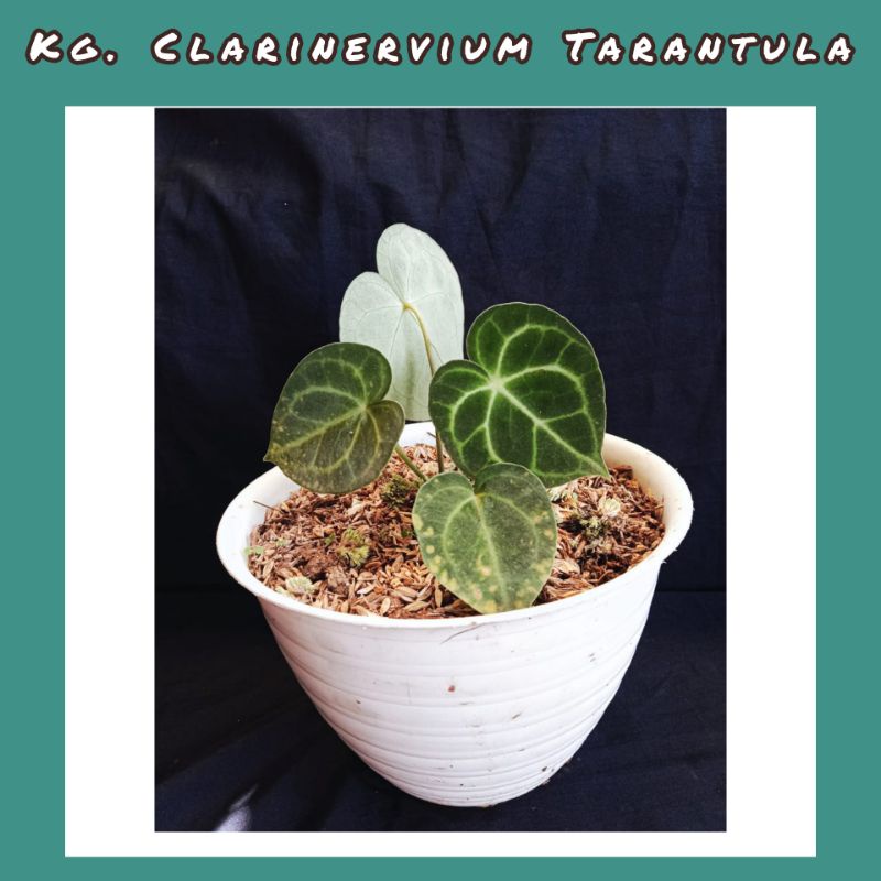 anthurium clarinervium tarantula