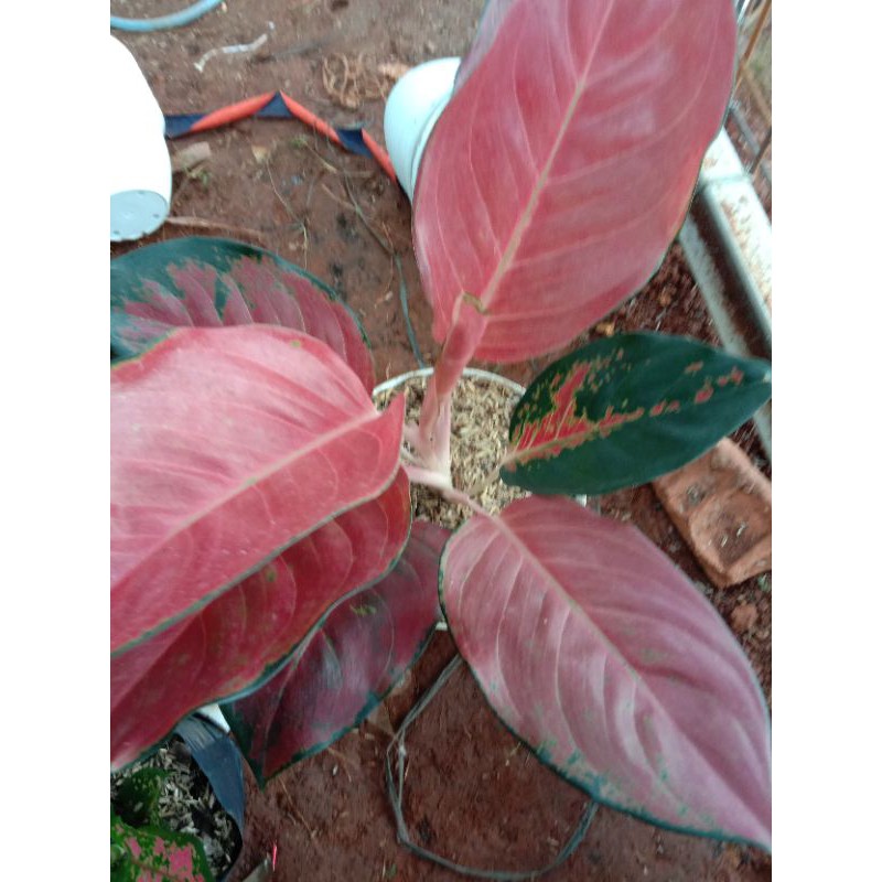 Tanaman Hias KOCIN Tembaga Merah