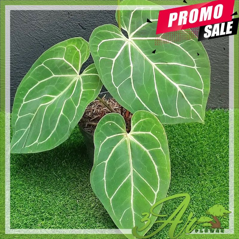 (BISA COD) TANAMAN HIAS ANTHURIUM KUPING GAJAH TANGKAI KOTAK/KUPING GAJAH NORTE