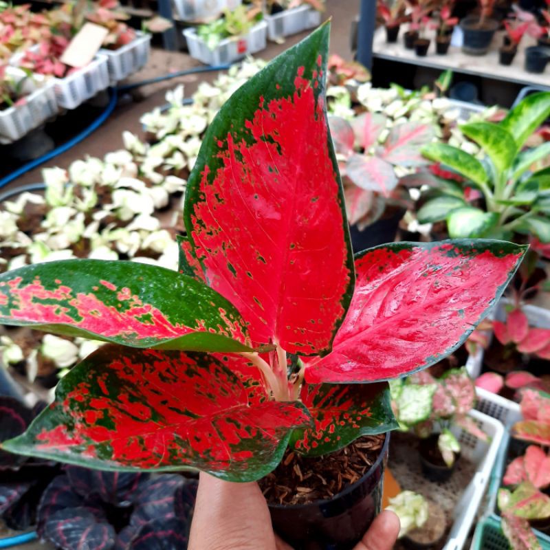 ID TANAMAN HIAS AGLONEMA SUKSOM JAIPONG / TANAMAN HIAS HIDUP / BUNGA HIAS AGLONEMA SUKSOM JAIPONG