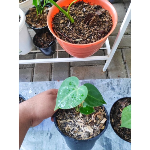 Anthurium Clarinervium Tarantula Baby