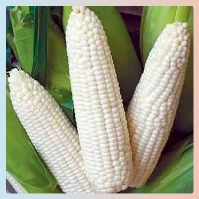 Benih Jagung Putih / Pulut cap panah merah