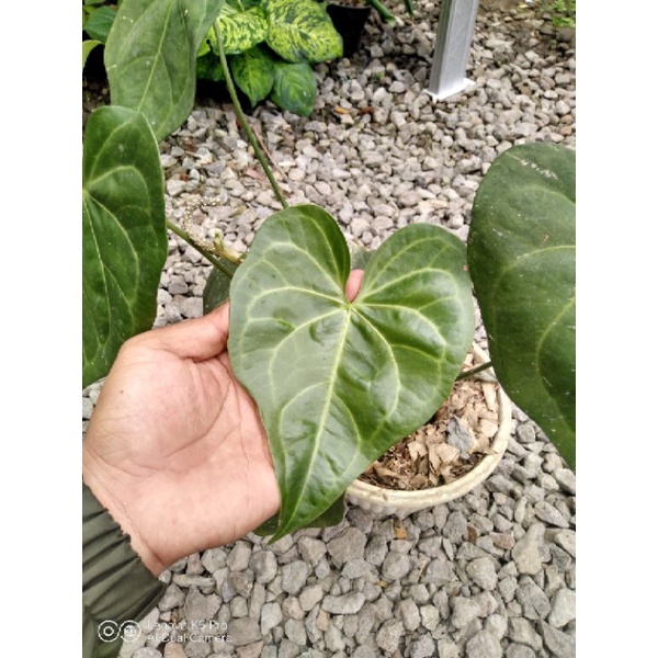 Anthurium Clarinervium Hybrid