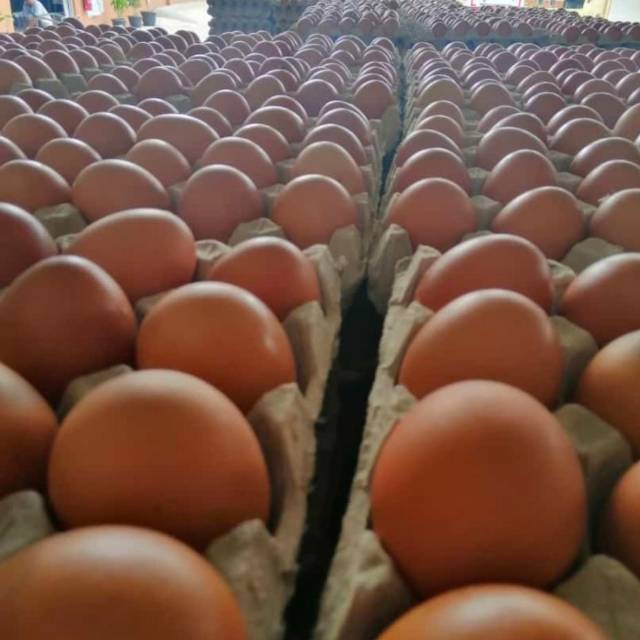 

Telur ayam negeri fresh langsung dari kandang 1kg