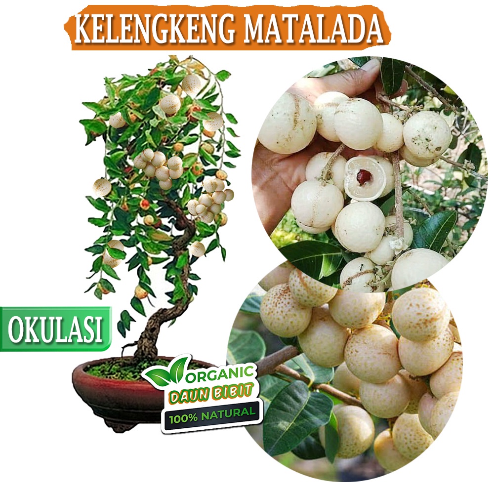 Bibit KELENGKENG matalada OKULASI bisa TABULAMPOT