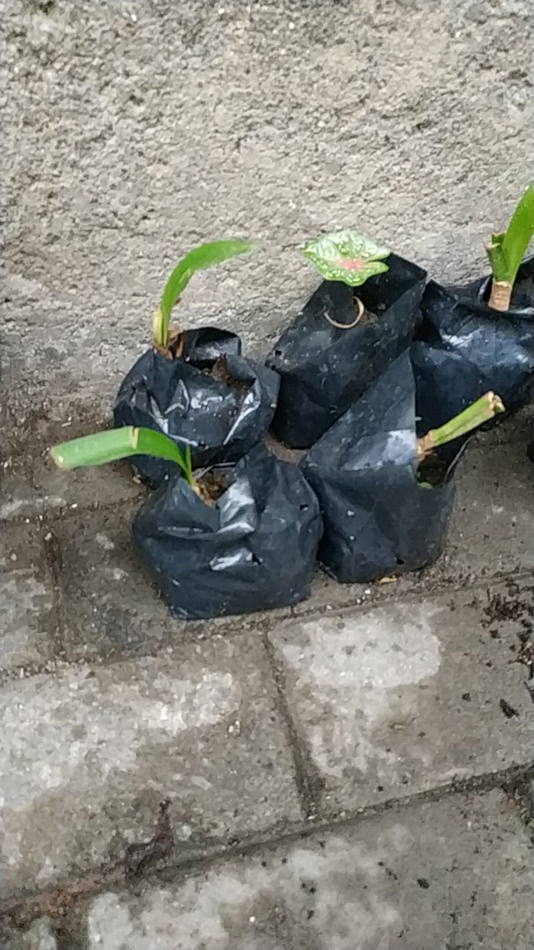 Umbi Amarilis. Umbi Bawang Brojol. Bawang Bawangan Warna Orange