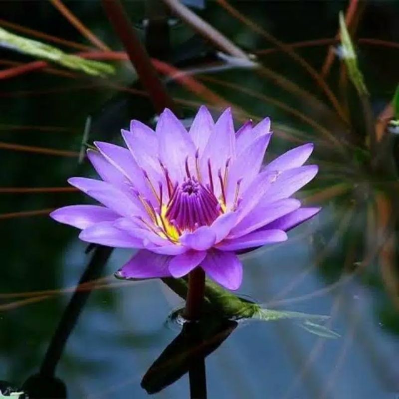 biji benih bunga teratai ungu