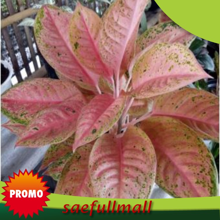 promo Tanaman Hias Aglonema Big Roy/aglounema lulaiwan/sri rejeki Big Roi dewasa rimbun cantik harga