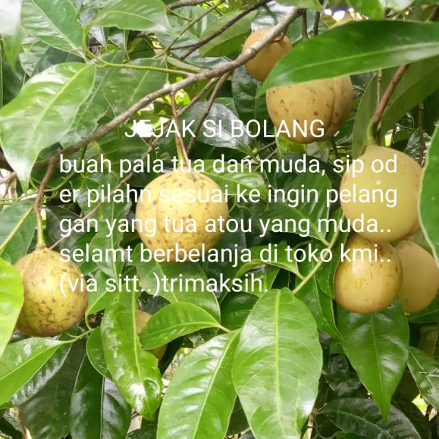

BUAH PALA SEGAR TUA DAN MUDA MURAH PER 500 GRM