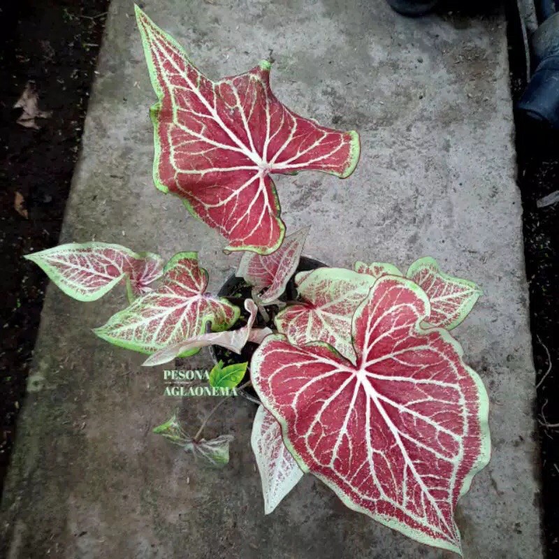 Bonggolan Umbi Caladium Keladi Lipstik Import Thailand SALE