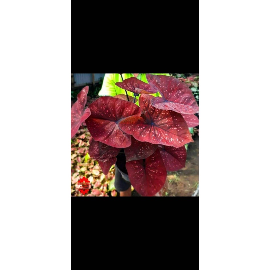 umbi Caladium deep of heart / keladi hias merah