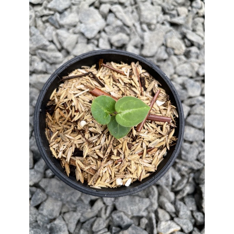 Baby Kuping Gajah Mangkok Silver