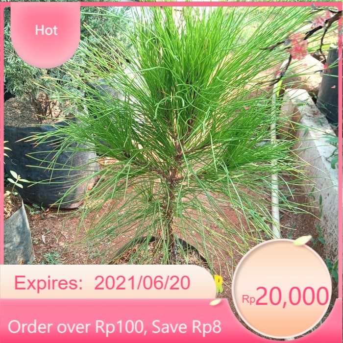 Cemara Pinus Bibit Tanaman Cemara Pinus
