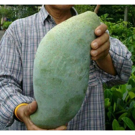 voc BIBIT TANAMAN BUAH MANGGA MAHATIR her0