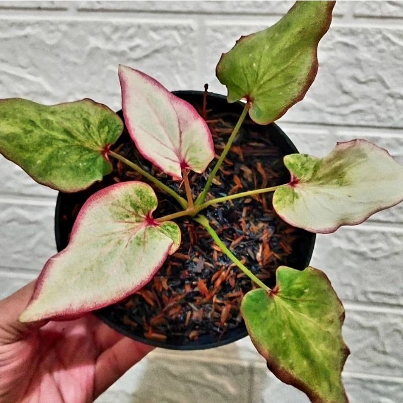 Caladium Lipstik / bunga keladi / tanaman hias keladi murah / tanaman keladi hidup / caladium thaila