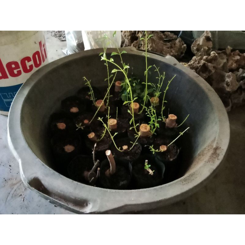 Stek sancang besar Diameter 4 - 5 cm SE GAGANG CANGKUL SUBUR