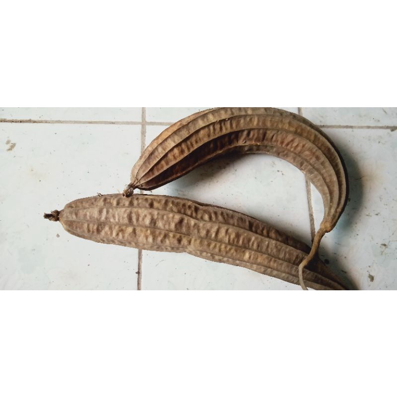 benih bibit emes/ onyong