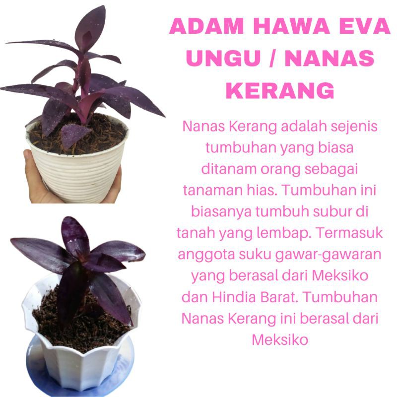 PROMO PAKET 3 TANAMAN HIAS BUNGA ADAM HAWA EVA / NANAS KERANG UNGU KUALITAS SUPER | COD